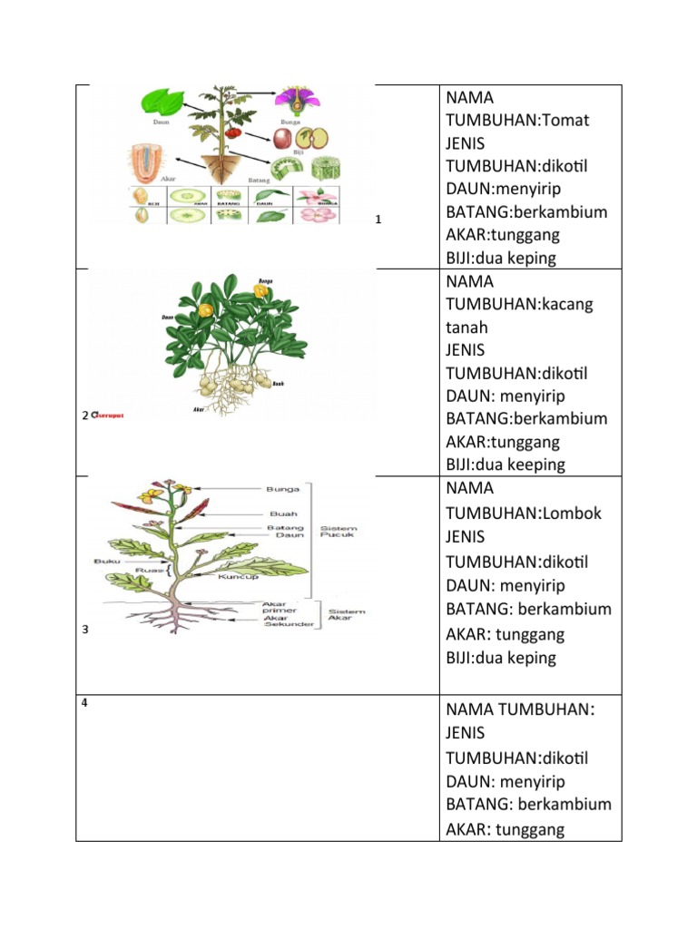 Detail Gambar Batang Berkambium Nomer 31