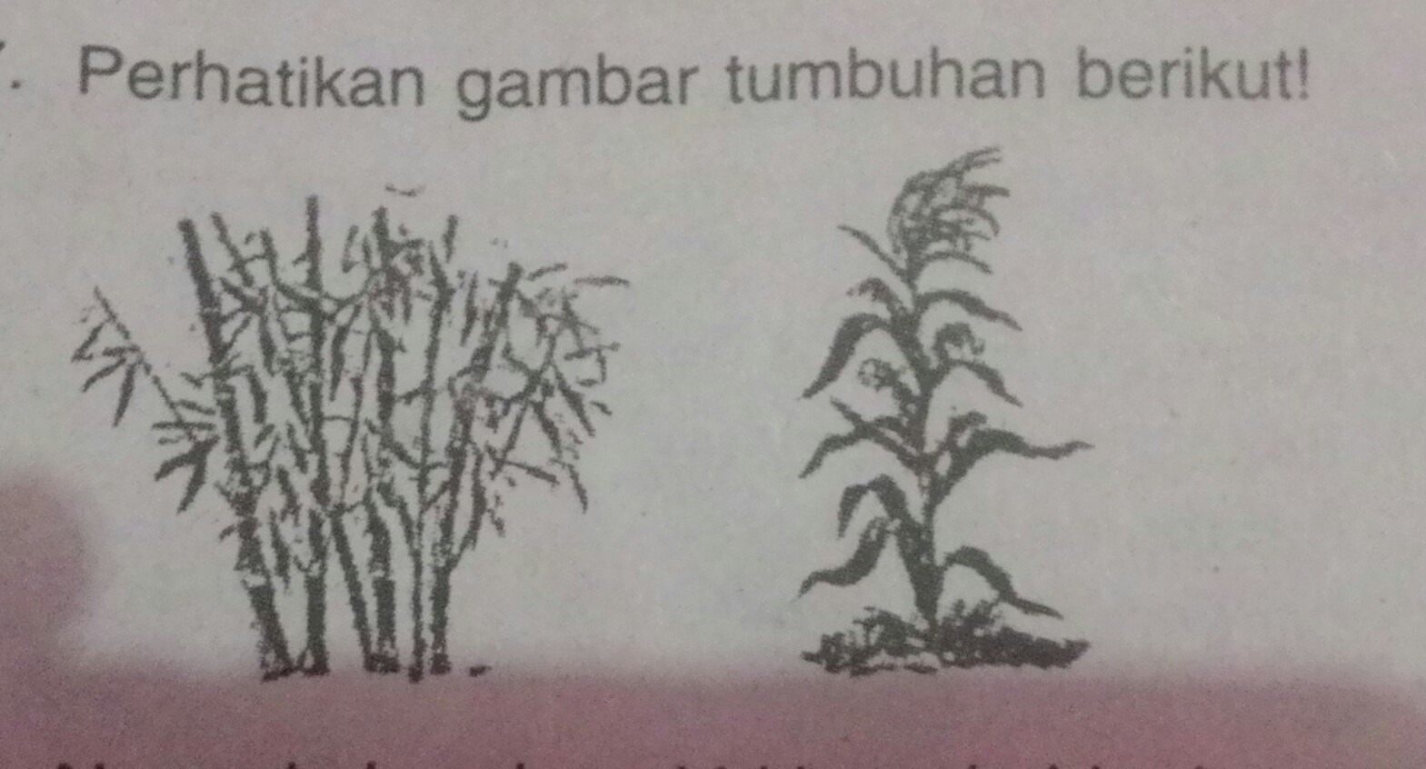 Detail Gambar Batang Berkambium Nomer 32