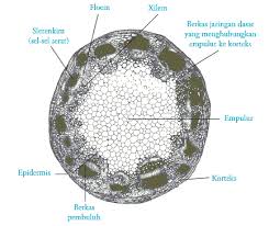 Detail Gambar Batang Kacang Tanah Nomer 18