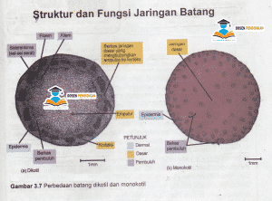 Detail Gambar Batang Kacang Tanah Nomer 41