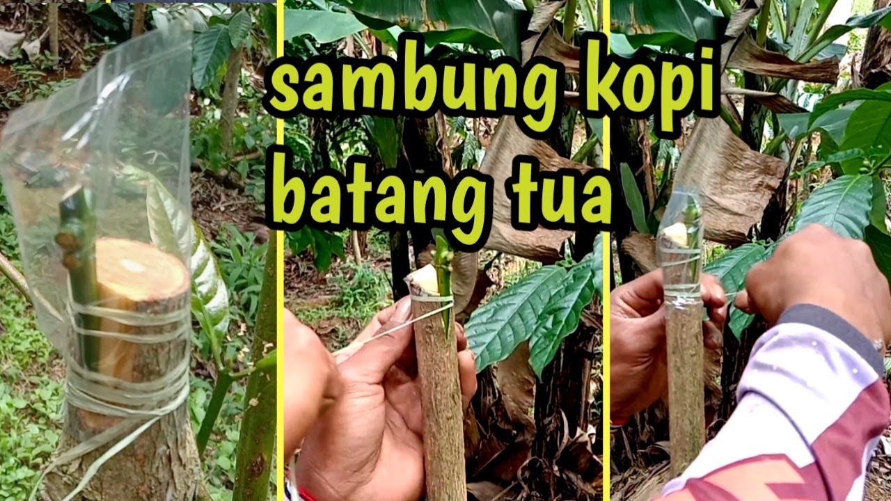 Detail Gambar Batang Kopi Nomer 40