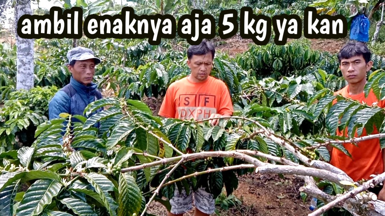 Detail Gambar Batang Kopi Nomer 52