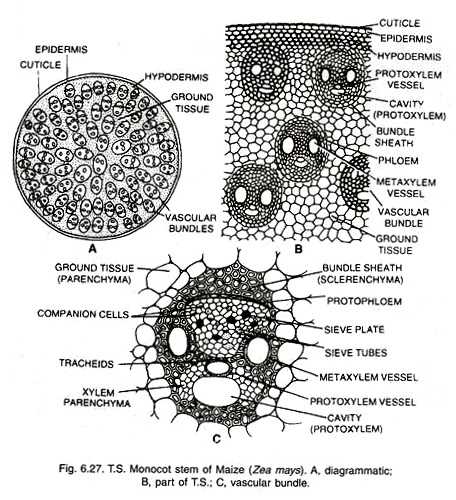 Detail Gambar Batang Monokotil Nomer 28