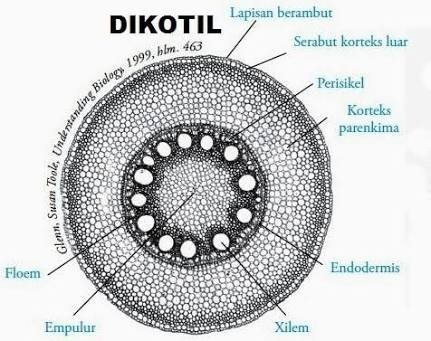 Detail Gambar Batang Monokotil Nomer 37