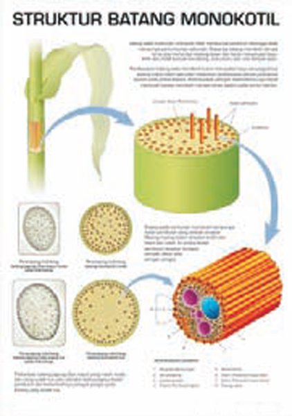Detail Gambar Batang Monokotil Nomer 41