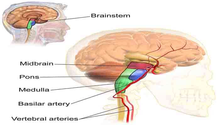 Detail Gambar Batang Otak Nomer 18
