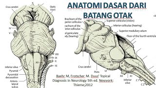 Detail Gambar Batang Otak Nomer 27