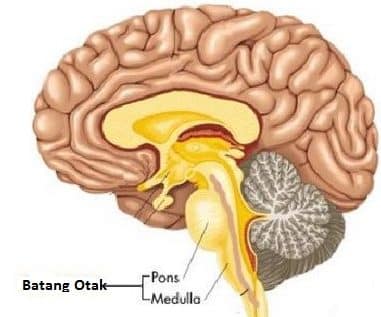 Detail Gambar Batang Otak Nomer 4