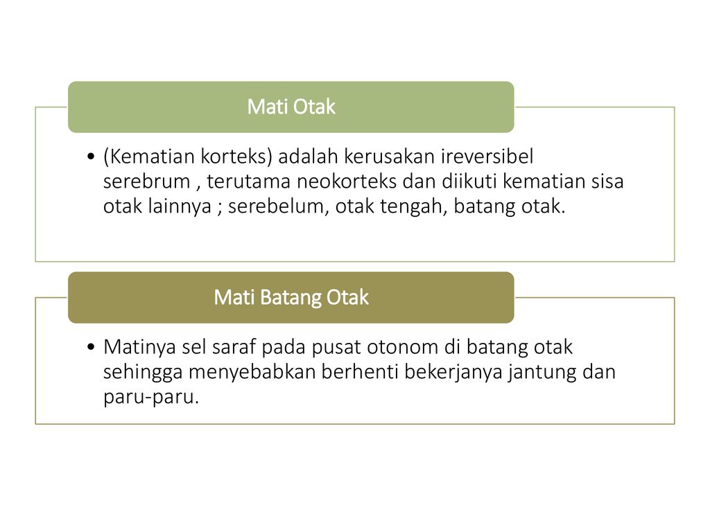 Detail Gambar Batang Otak Nomer 30