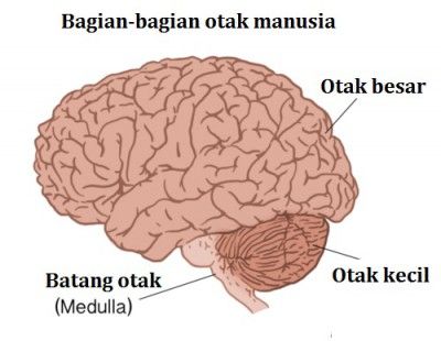 Detail Gambar Batang Otak Nomer 33