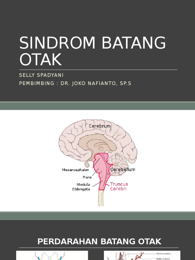 Detail Gambar Batang Otak Nomer 37