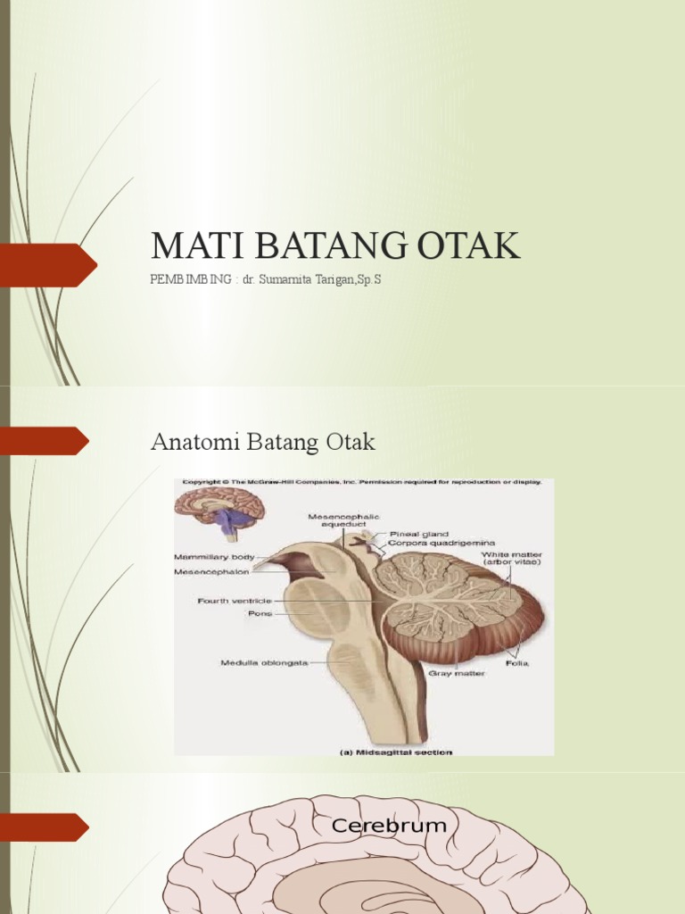 Detail Gambar Batang Otak Nomer 48