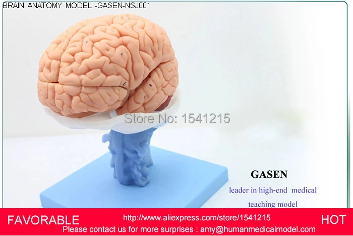 Detail Gambar Batang Otak Nomer 50