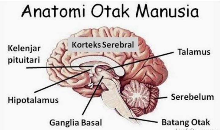 Detail Gambar Batang Otak Nomer 55