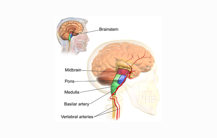 Detail Gambar Batang Otak Nomer 7
