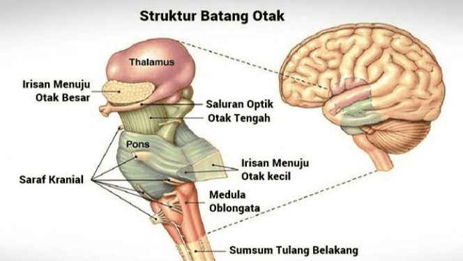 Detail Gambar Batang Otak Nomer 8