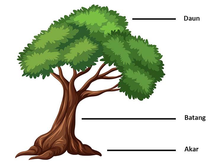 Detail Gambar Batang Pohon Nomer 32