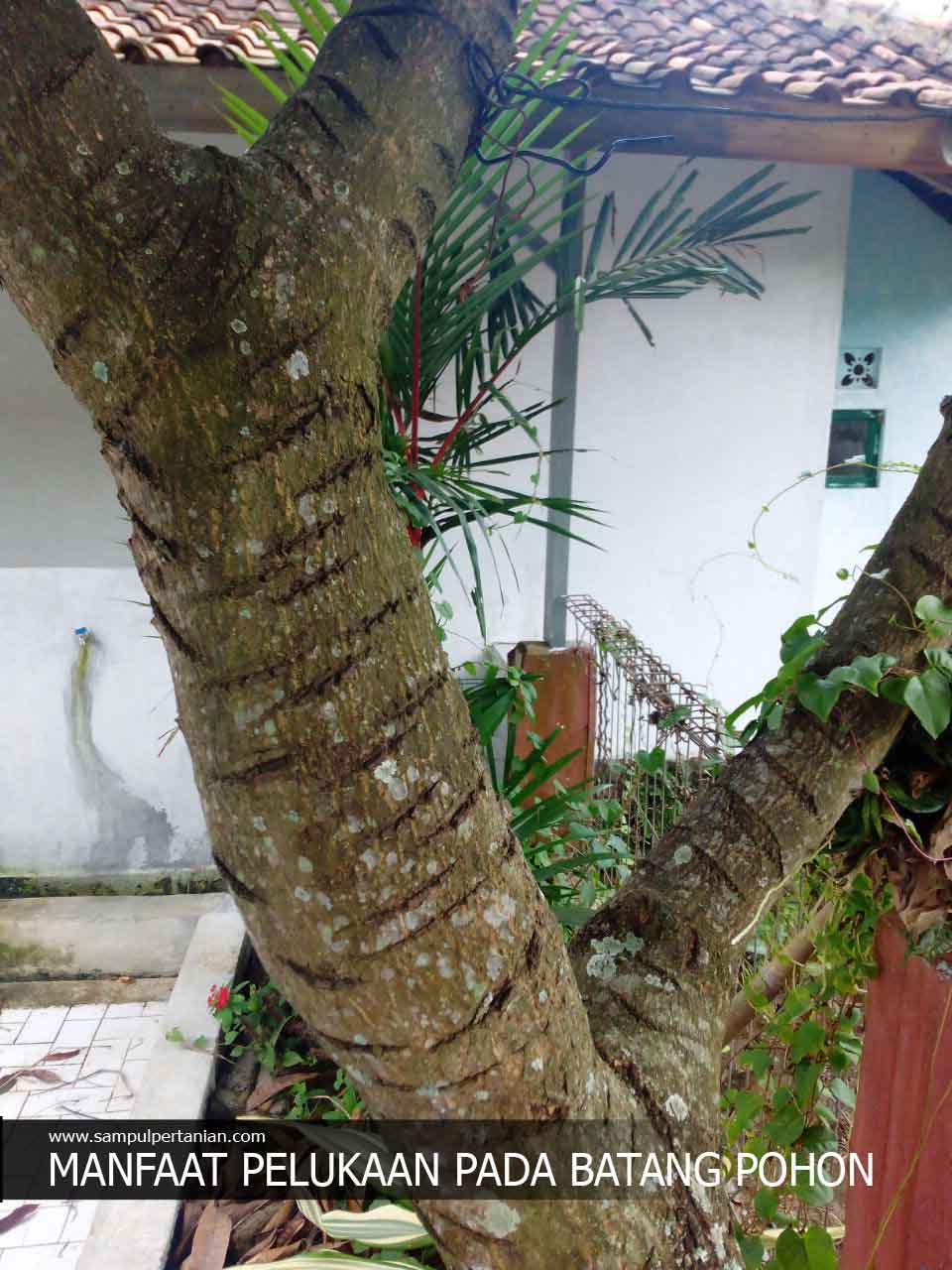 Detail Gambar Batang Pohon Mangga Nomer 2