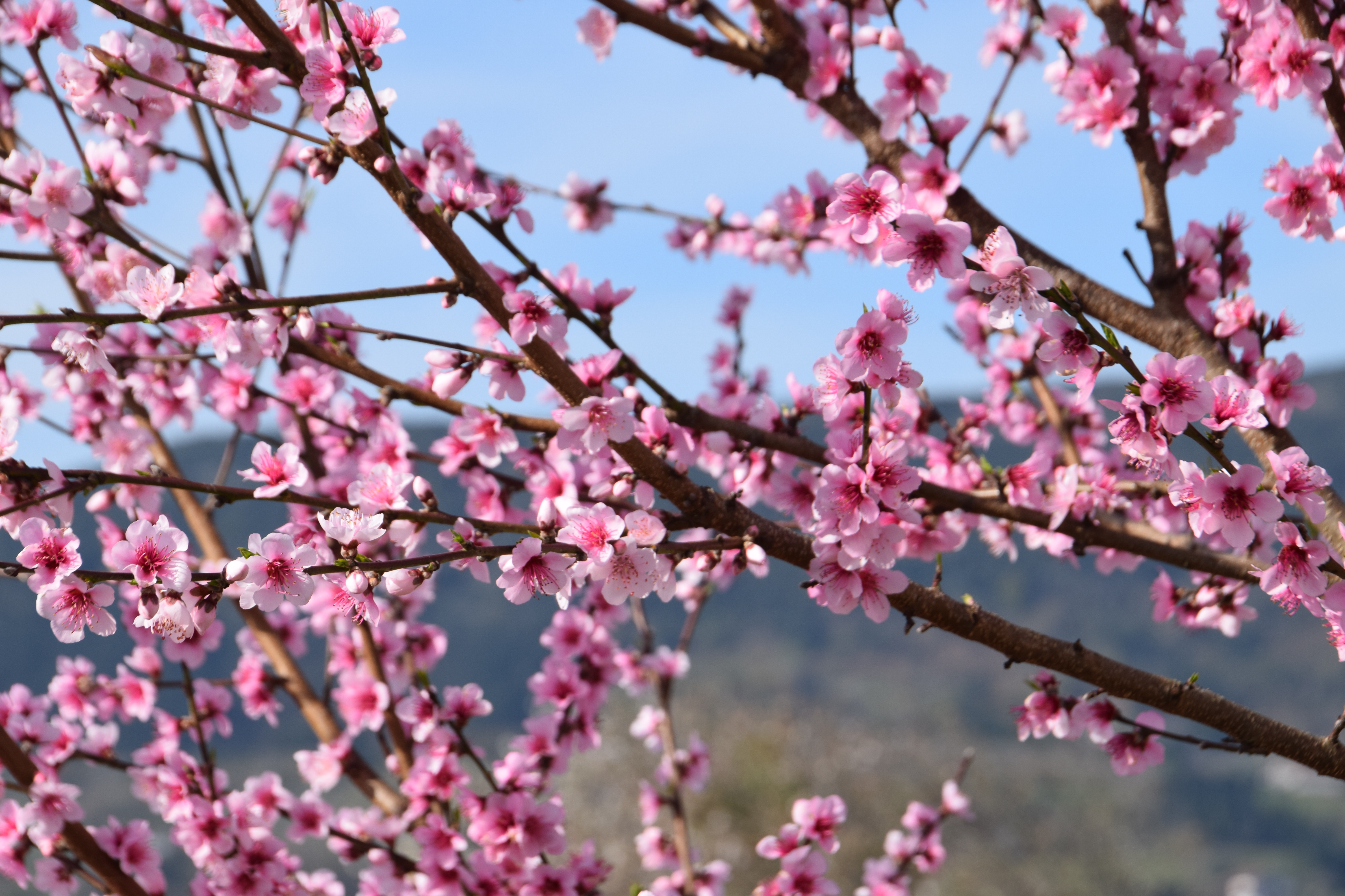 Gambar Batang Pohon Sakura - KibrisPDR