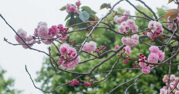 Detail Gambar Batang Pohon Sakura Nomer 18