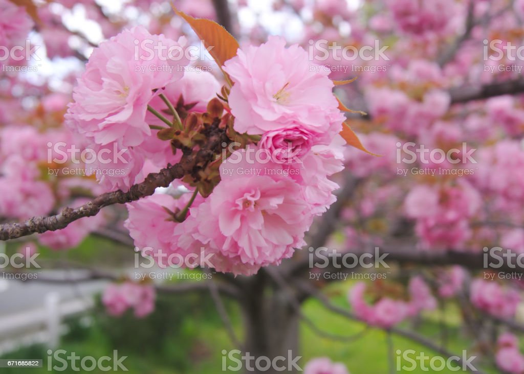 Detail Gambar Batang Pohon Sakura Nomer 28