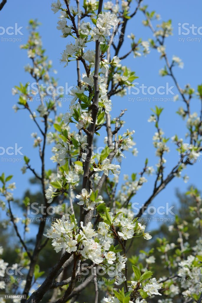 Detail Gambar Batang Pohon Sakura Nomer 39