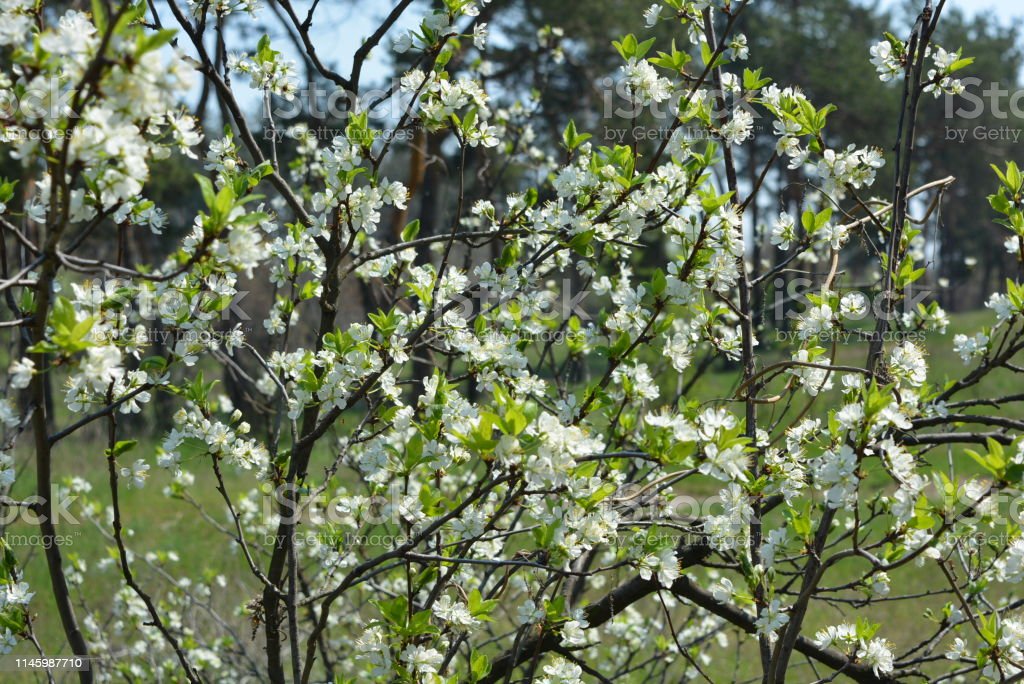 Detail Gambar Batang Pohon Sakura Nomer 41