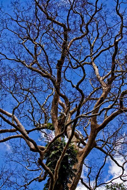Detail Gambar Batang Pohon Tanpa Daun Nomer 52