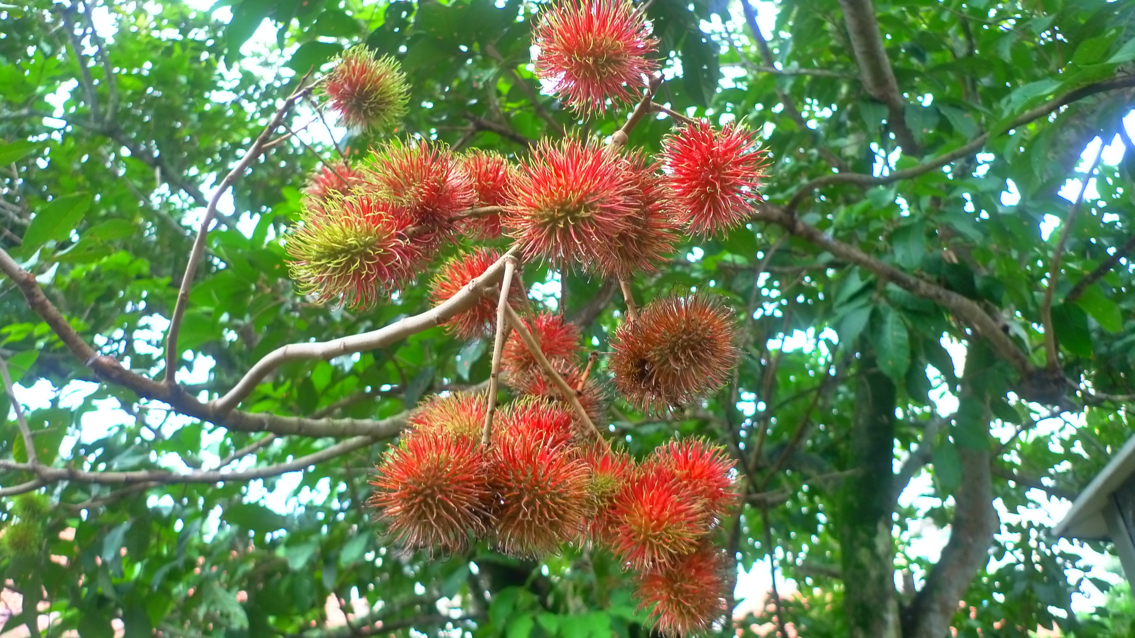 Detail Gambar Batang Rambutan Nomer 3