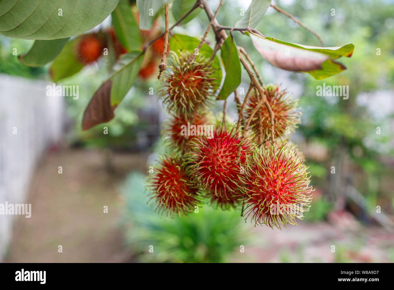 Detail Gambar Batang Rambutan Nomer 24