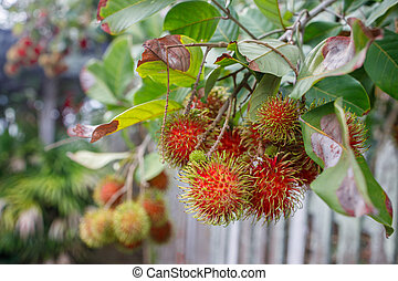 Detail Gambar Batang Rambutan Nomer 52