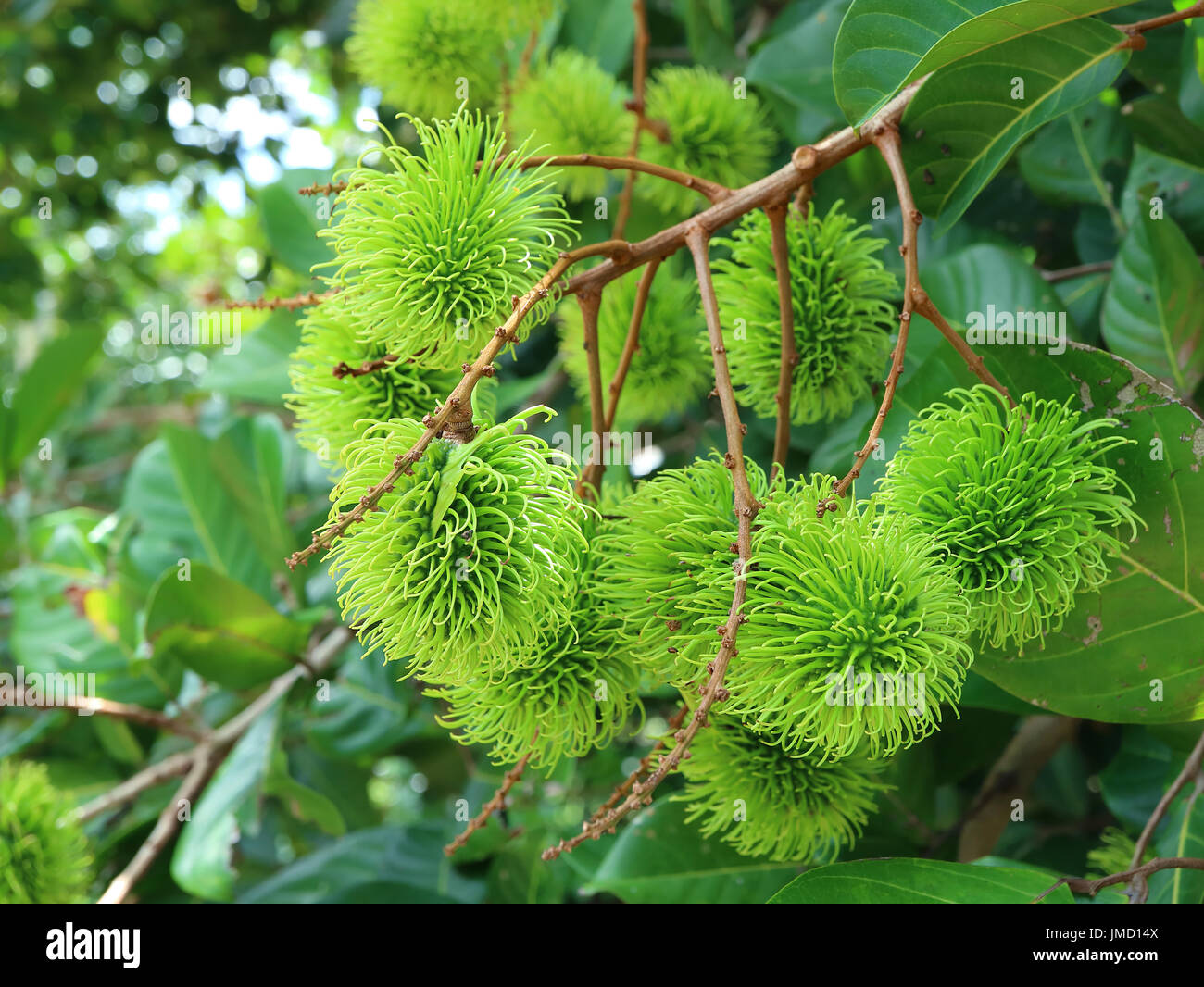 Detail Gambar Batang Rambutan Nomer 8