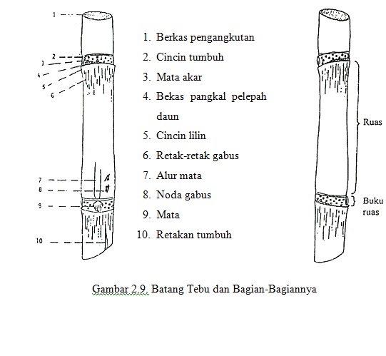 Detail Gambar Batang Tebu Nomer 35