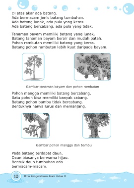 Detail Gambar Batang Tidak Bercabang Nomer 11