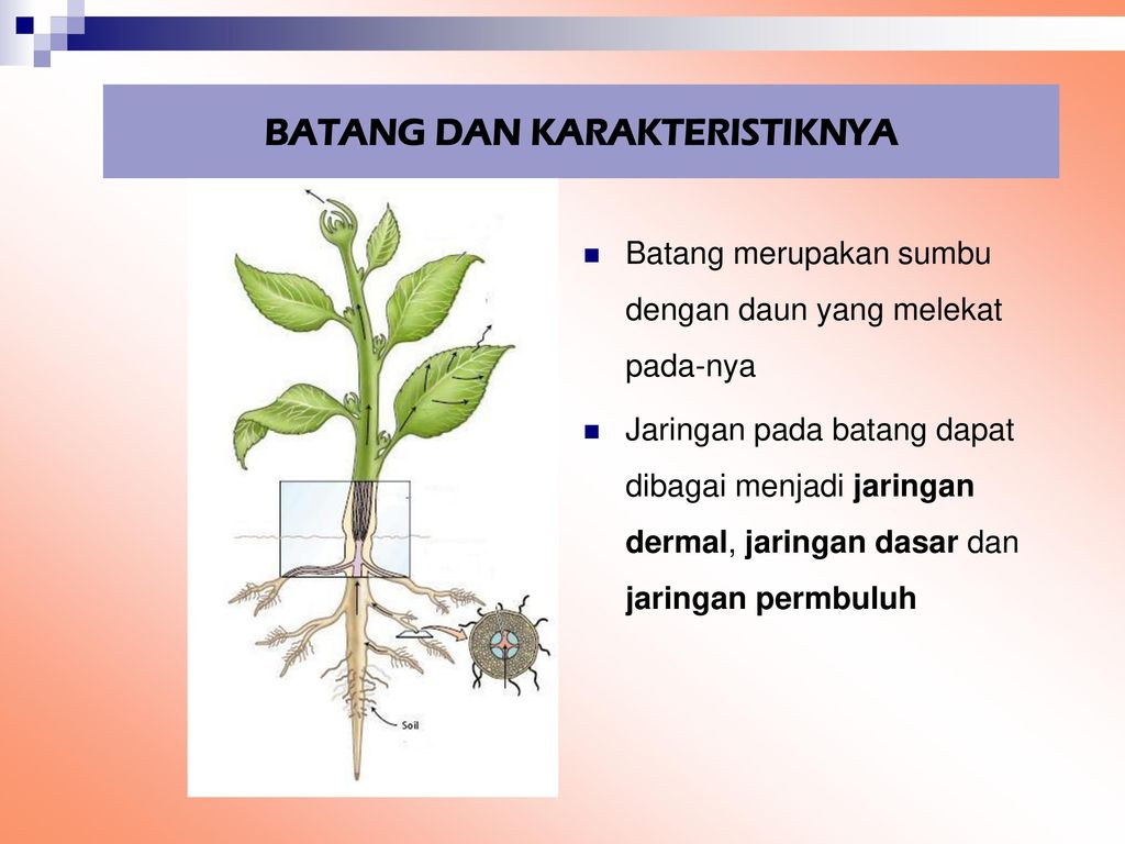 Detail Gambar Batang Tumbuhan Nomer 46