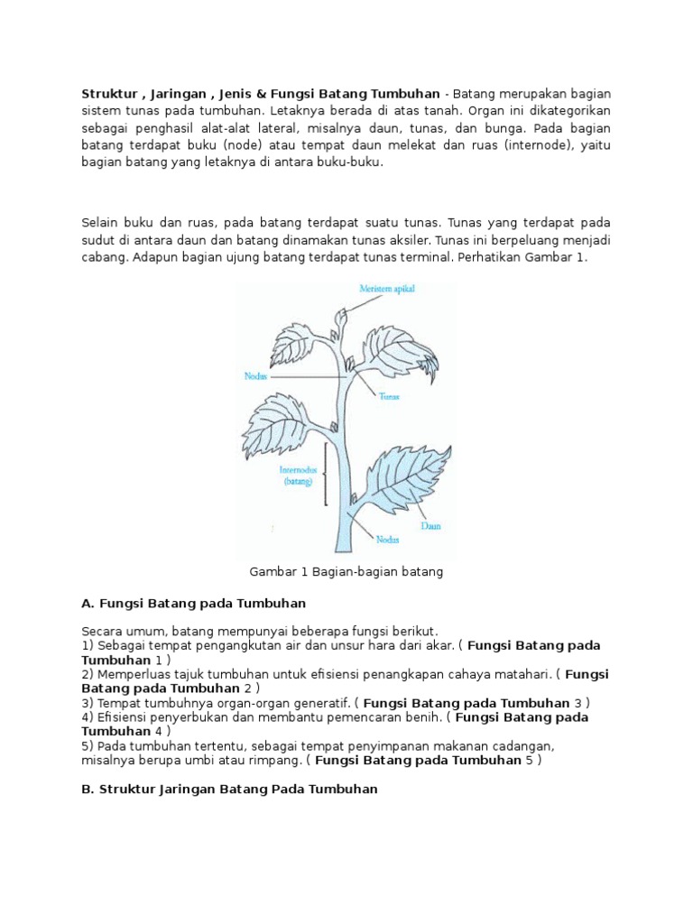 Detail Gambar Batang Tumbuhan Nomer 49