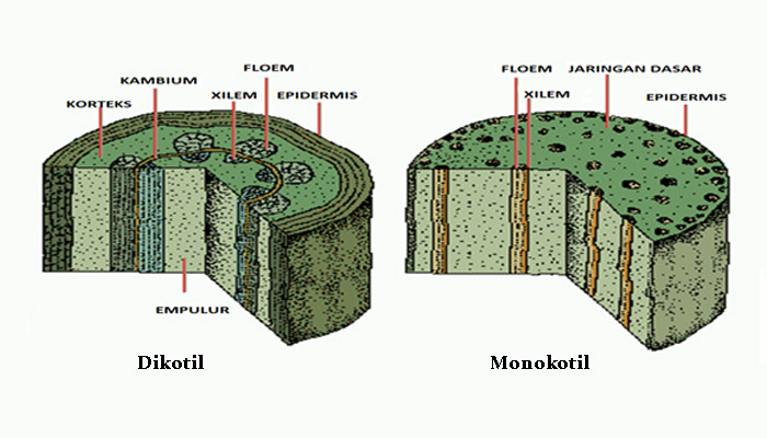 Detail Gambar Batang Tumbuhan Dikotil Nomer 38