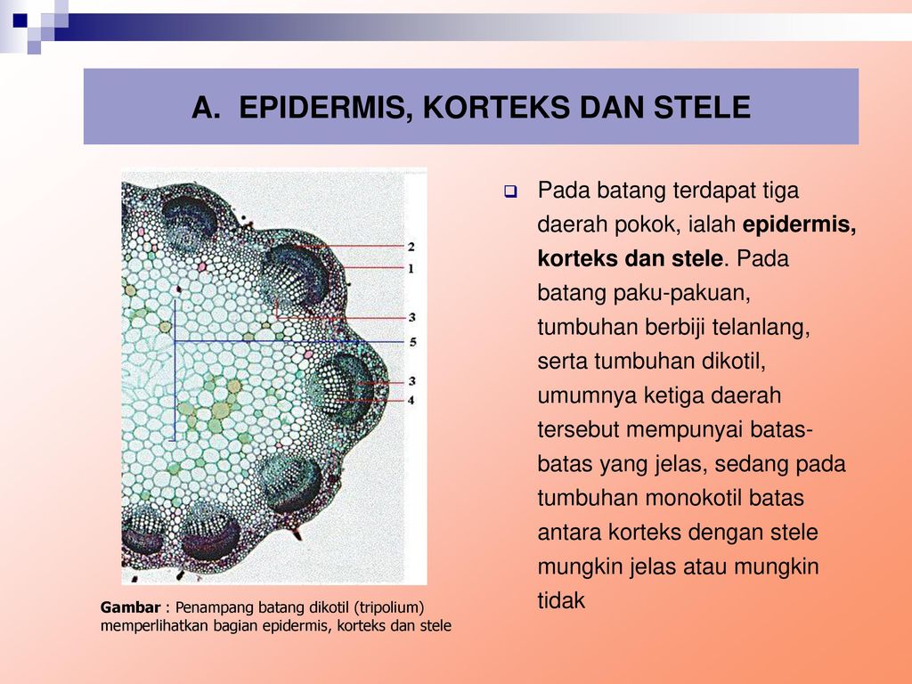 Detail Gambar Batang Tumbuhan Dikotil Nomer 53