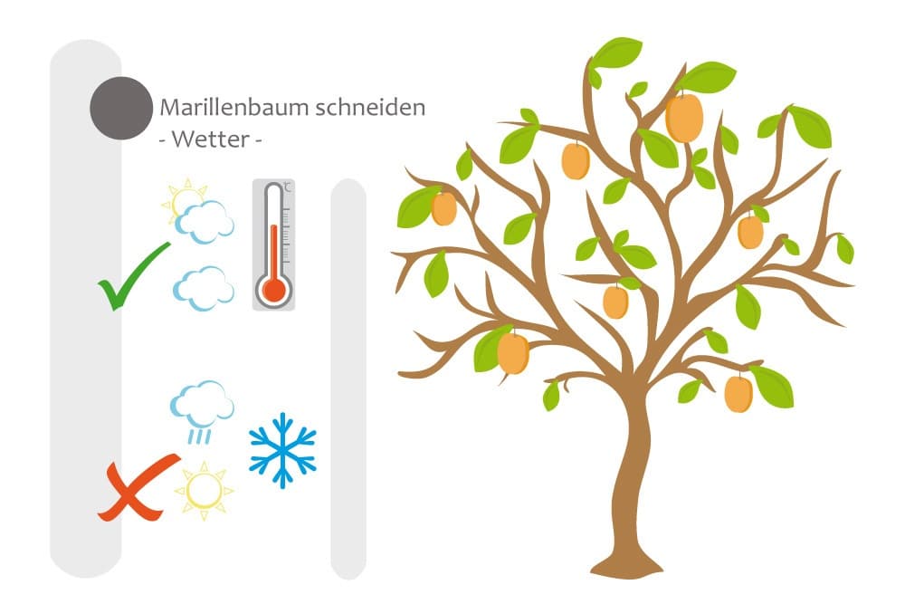 Detail Feigen Schneiden Nomer 11