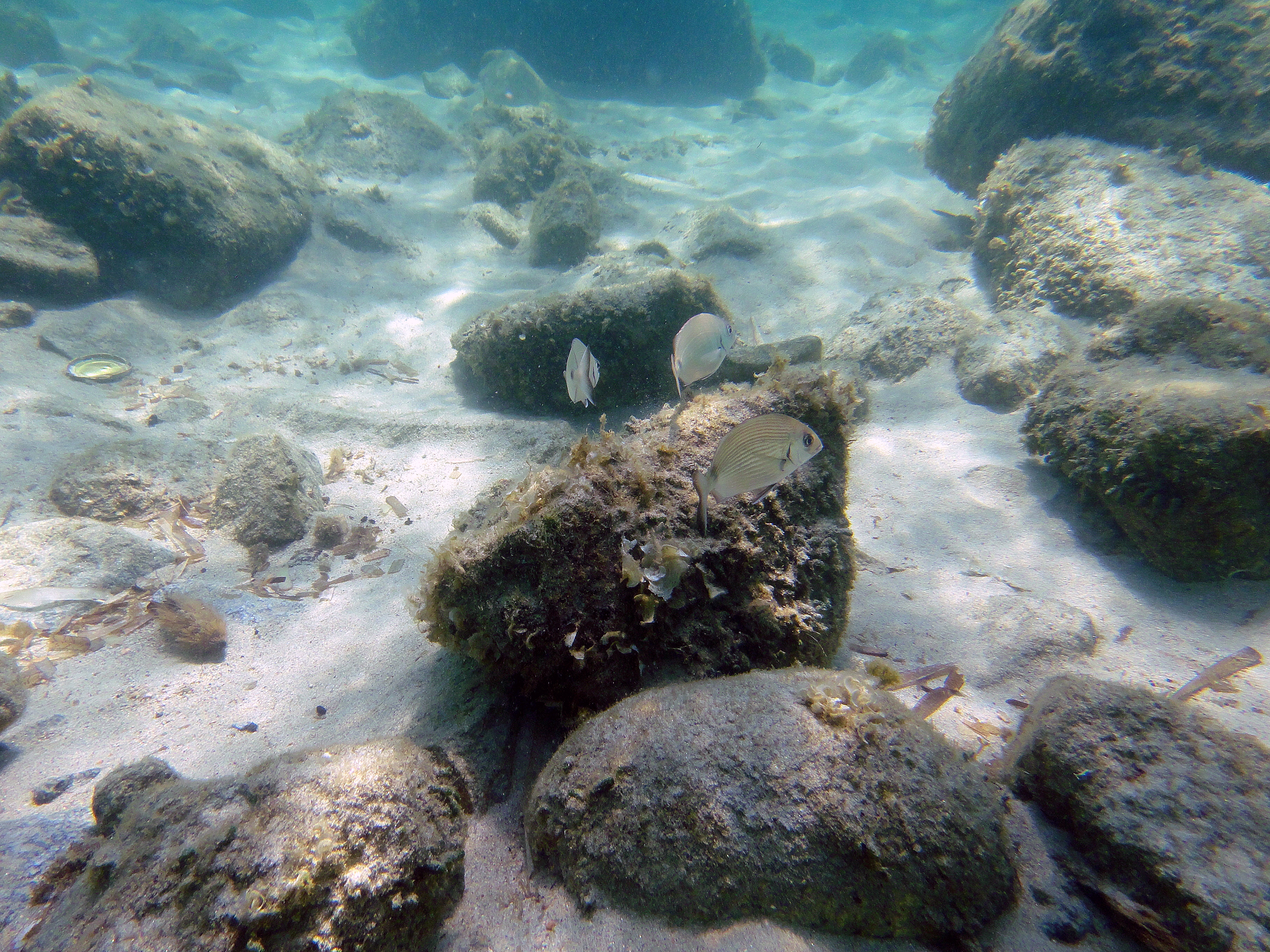 Detail Gambar Batu Karang Di Dasar Laut Nomer 2