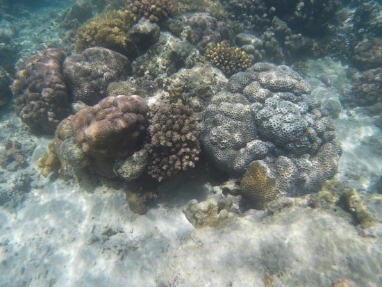 Detail Gambar Batu Karang Di Dasar Laut Nomer 12