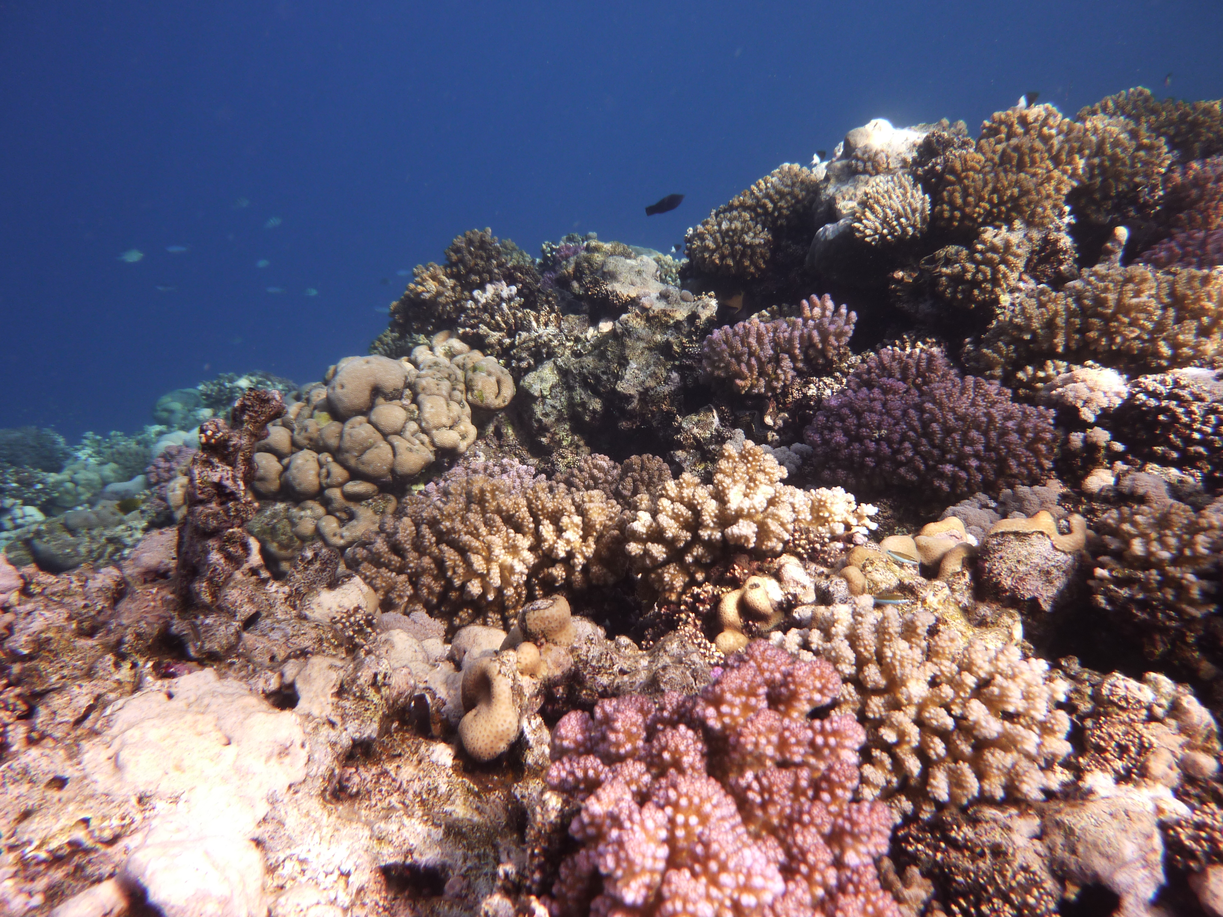 Detail Gambar Batu Karang Di Dasar Laut Nomer 22