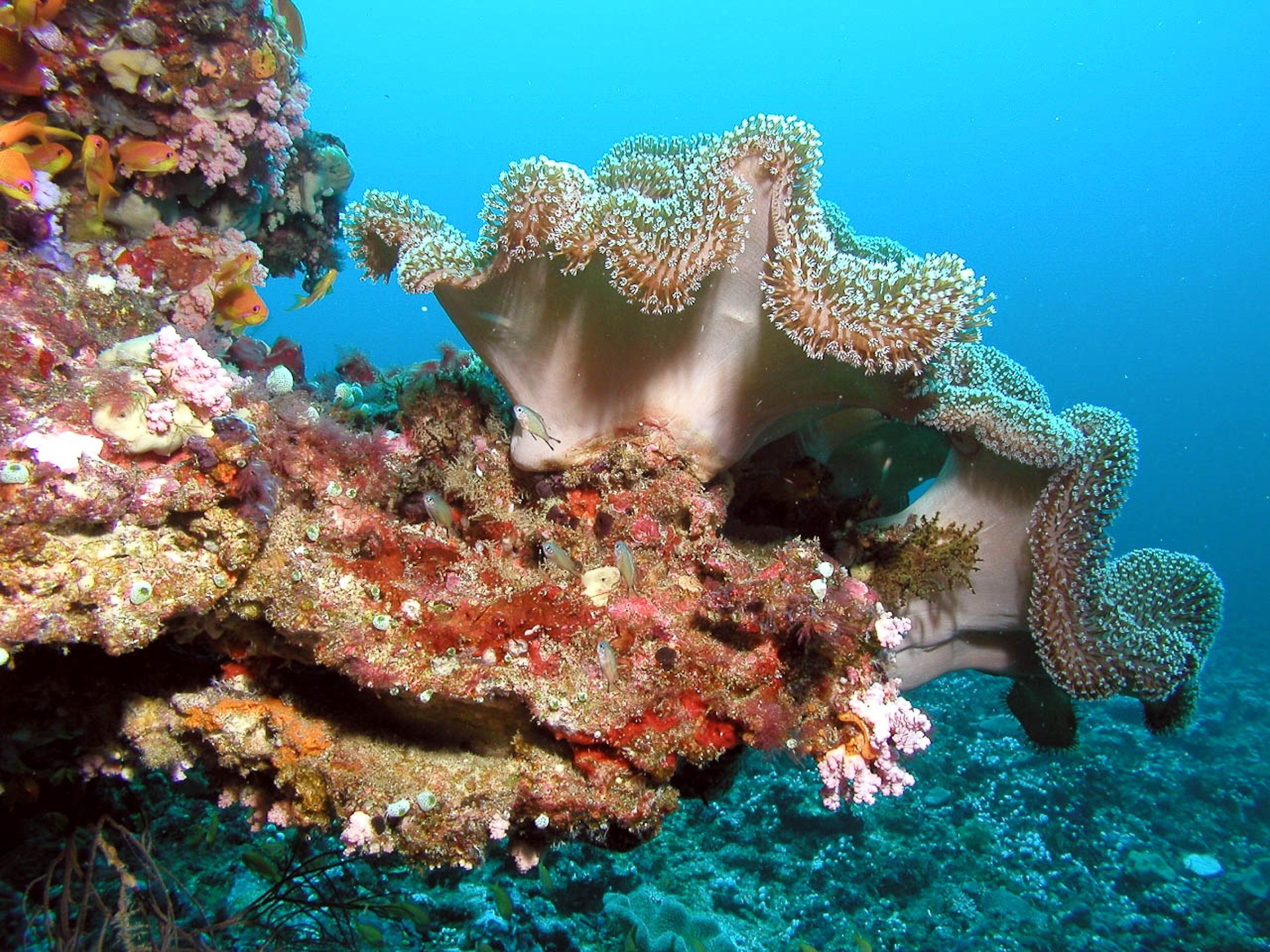 Detail Gambar Batu Karang Di Dasar Laut Nomer 4