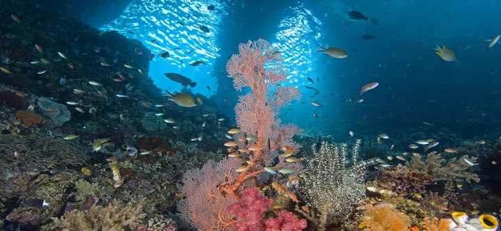 Detail Gambar Batu Karang Di Dasar Laut Nomer 37