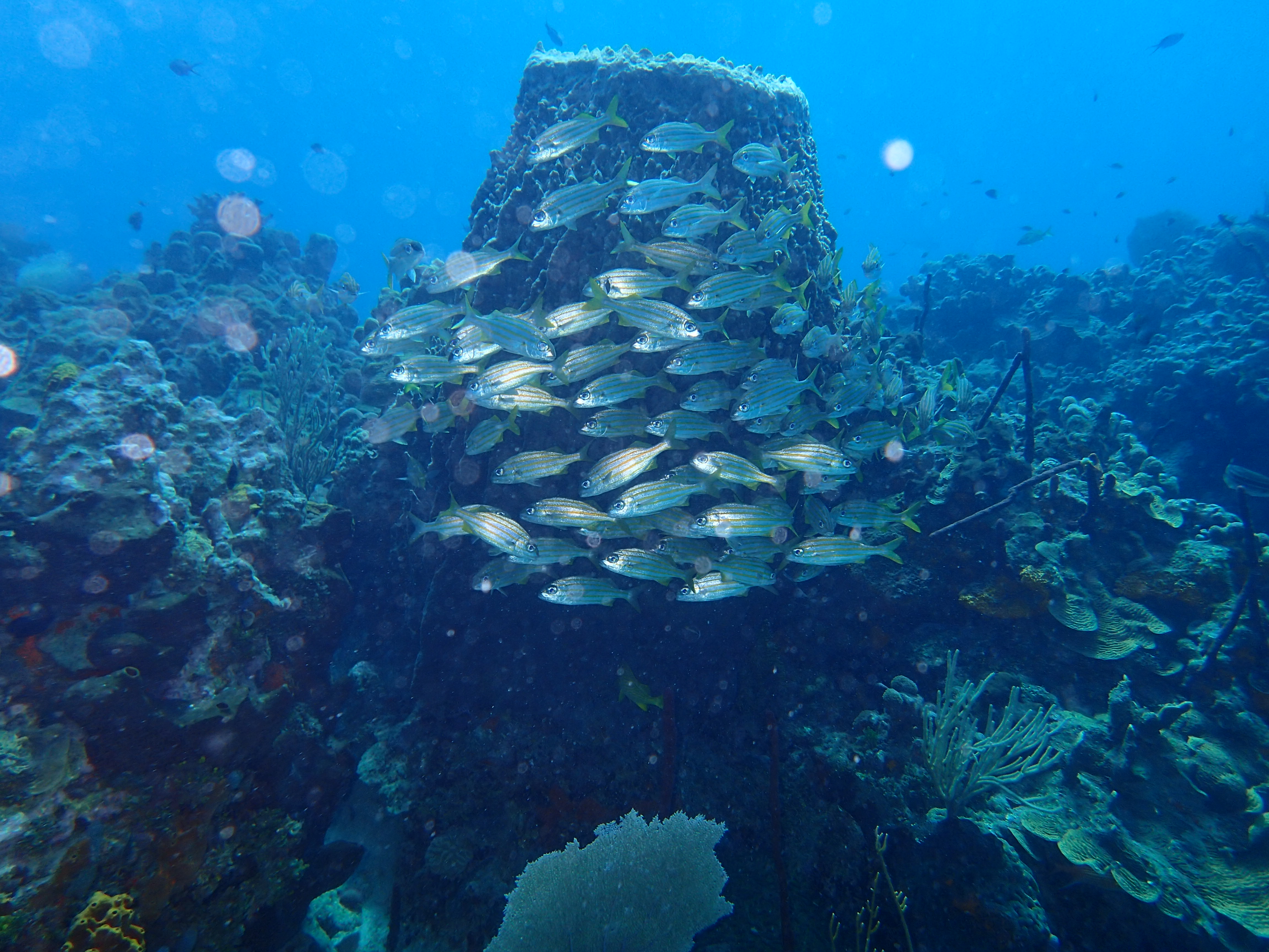 Detail Gambar Batu Karang Laut Nomer 53