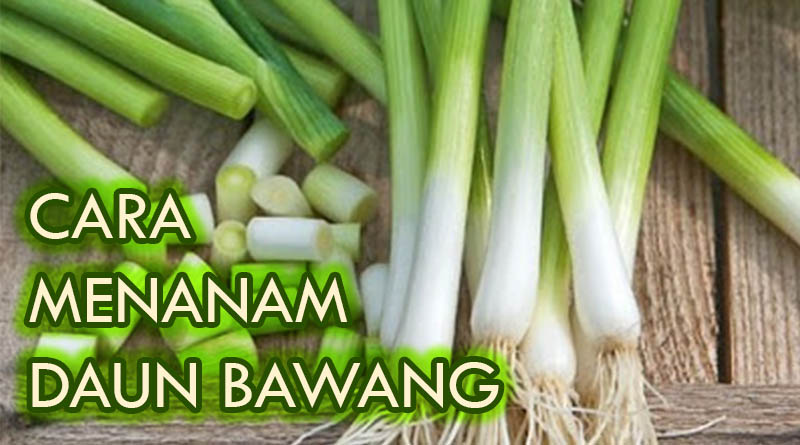 Detail Gambar Bawang Daun Nomer 28