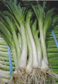 Detail Gambar Bawang Daun Nomer 41