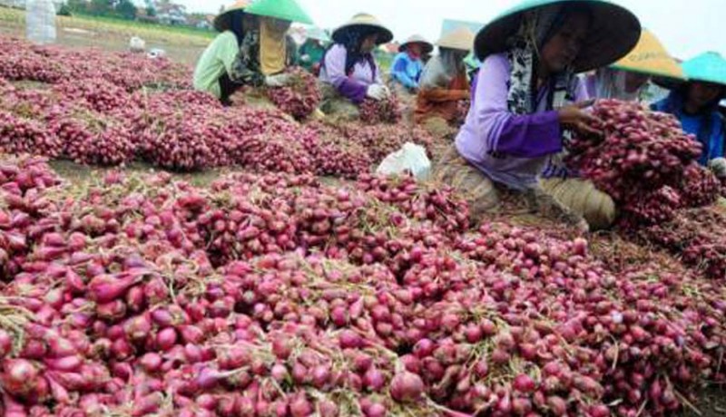 Detail Gambar Bawang Merah Yang Di Impor Nomer 17