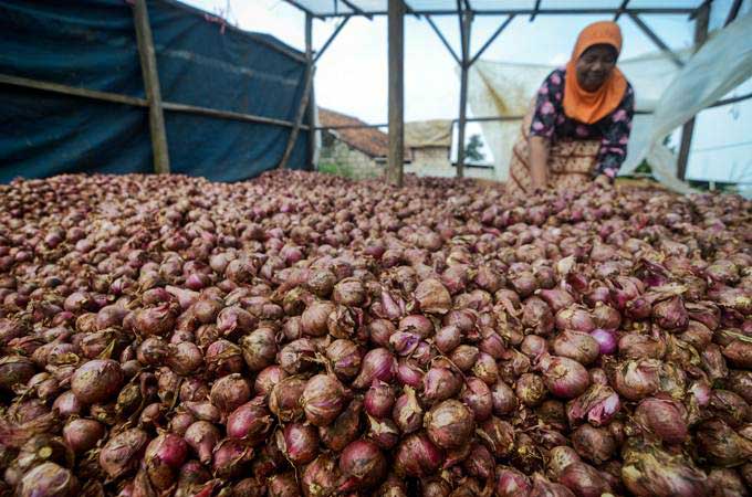 Detail Gambar Bawang Merah Yang Di Impor Nomer 4