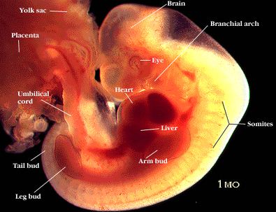 Detail Gambar Bayi 1 Bulan Dalam Kandungan Nomer 18